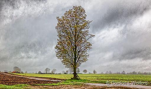 Lone Tree In Rain_00238-9.jpg - Photographed near Lombardy, Ontario, Canada.
